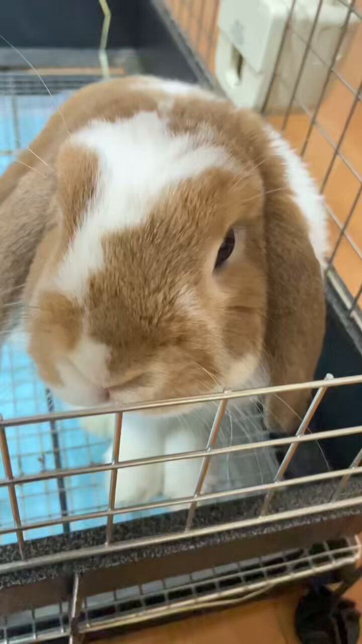 うさぎ様♡ RX9070XTうさぎ🔞 on X: 