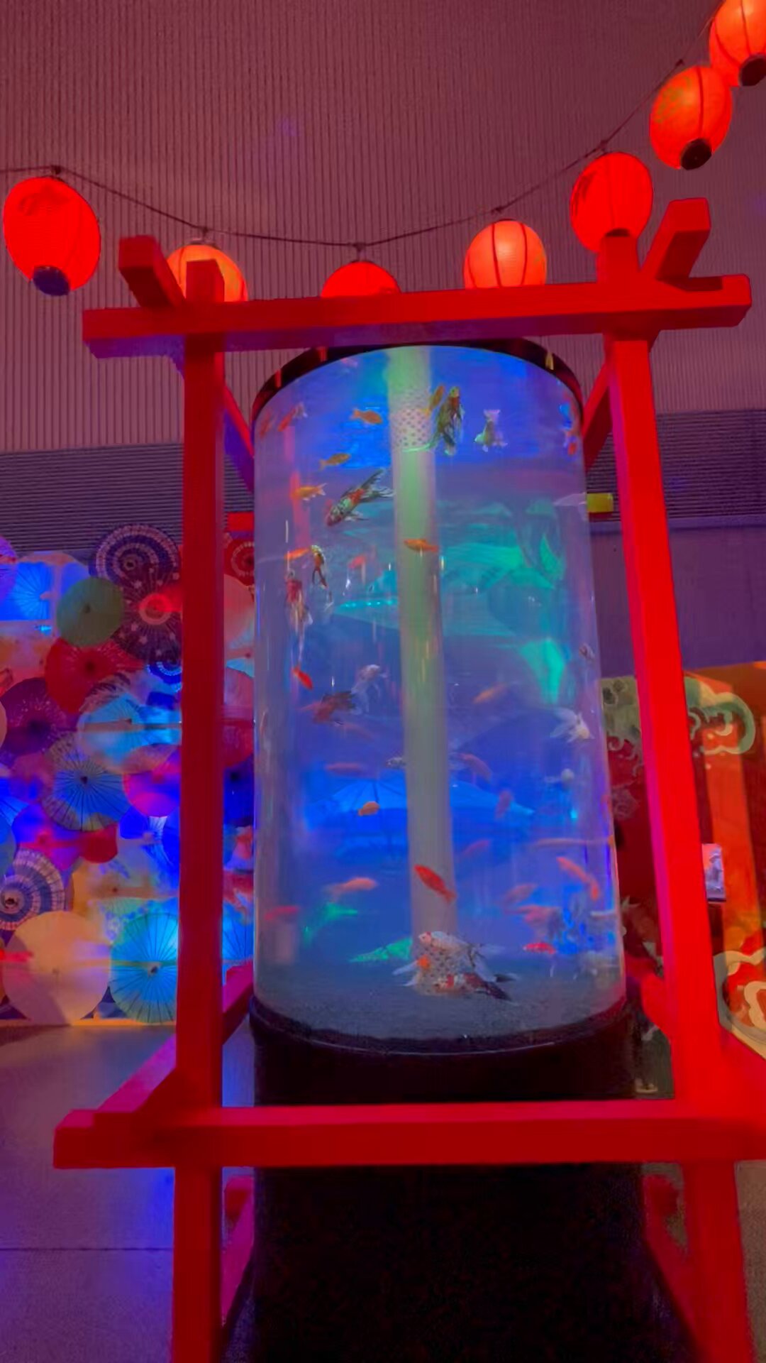 ♡ページ Dita 水草と金魚あそび 錦鯉・金魚アクアリウム - البحث / X