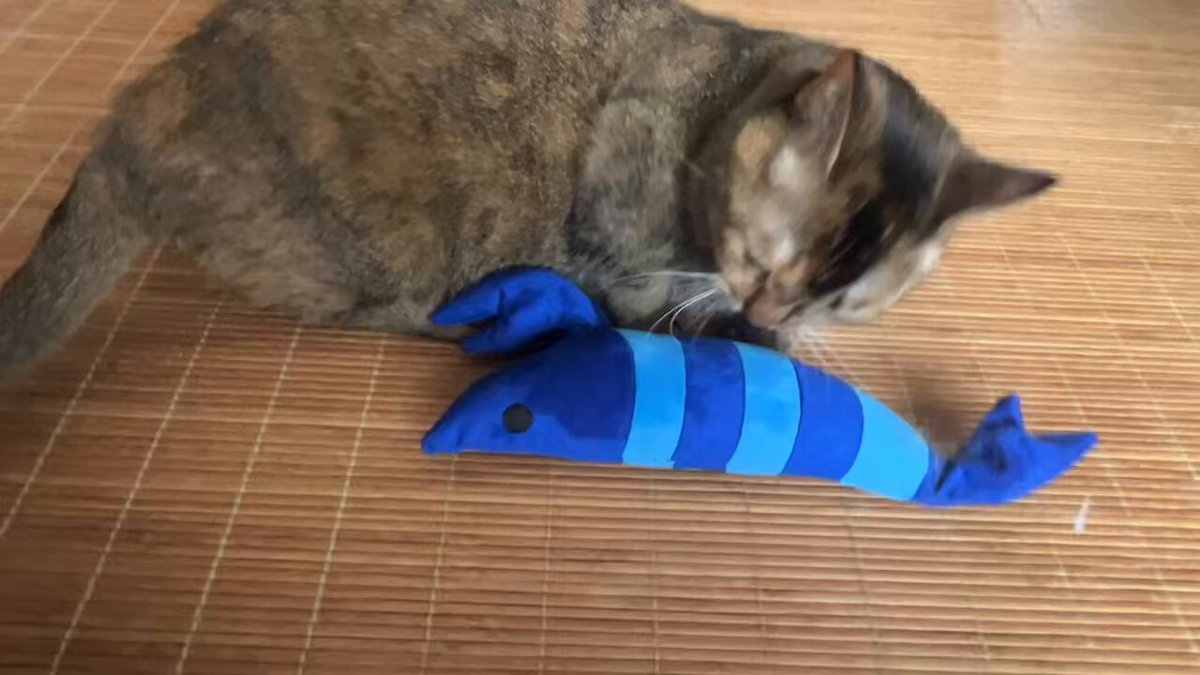 しゃむネコ様 4582362386672_03_1702851829177