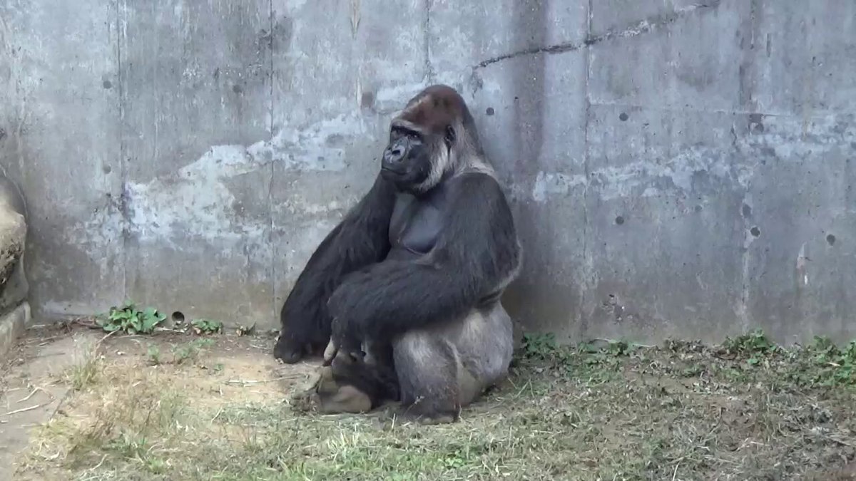 ゴリラの春1 FRP 悠然たるゴリラ / Silver Back Gorilla fr090009 『動物園