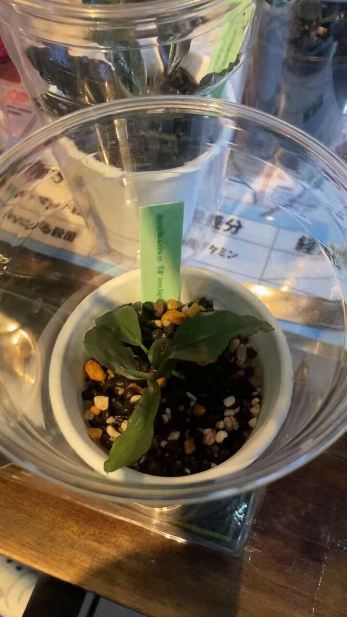 BUCEPHALANDRA for ポンコツ商店 BUCEPHALANDRA for ポンコツ商店