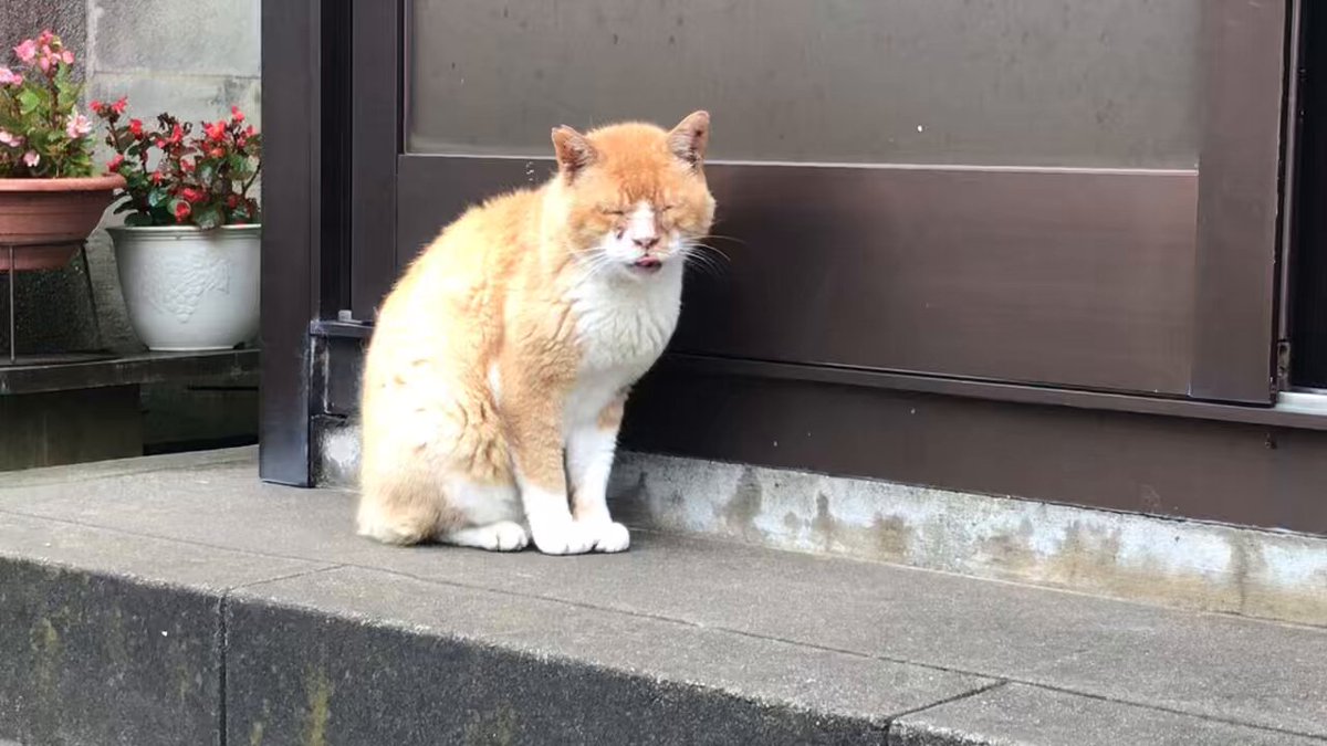はなねこ 猫崎いちな🐾( ᐙ )❄️ on X: 