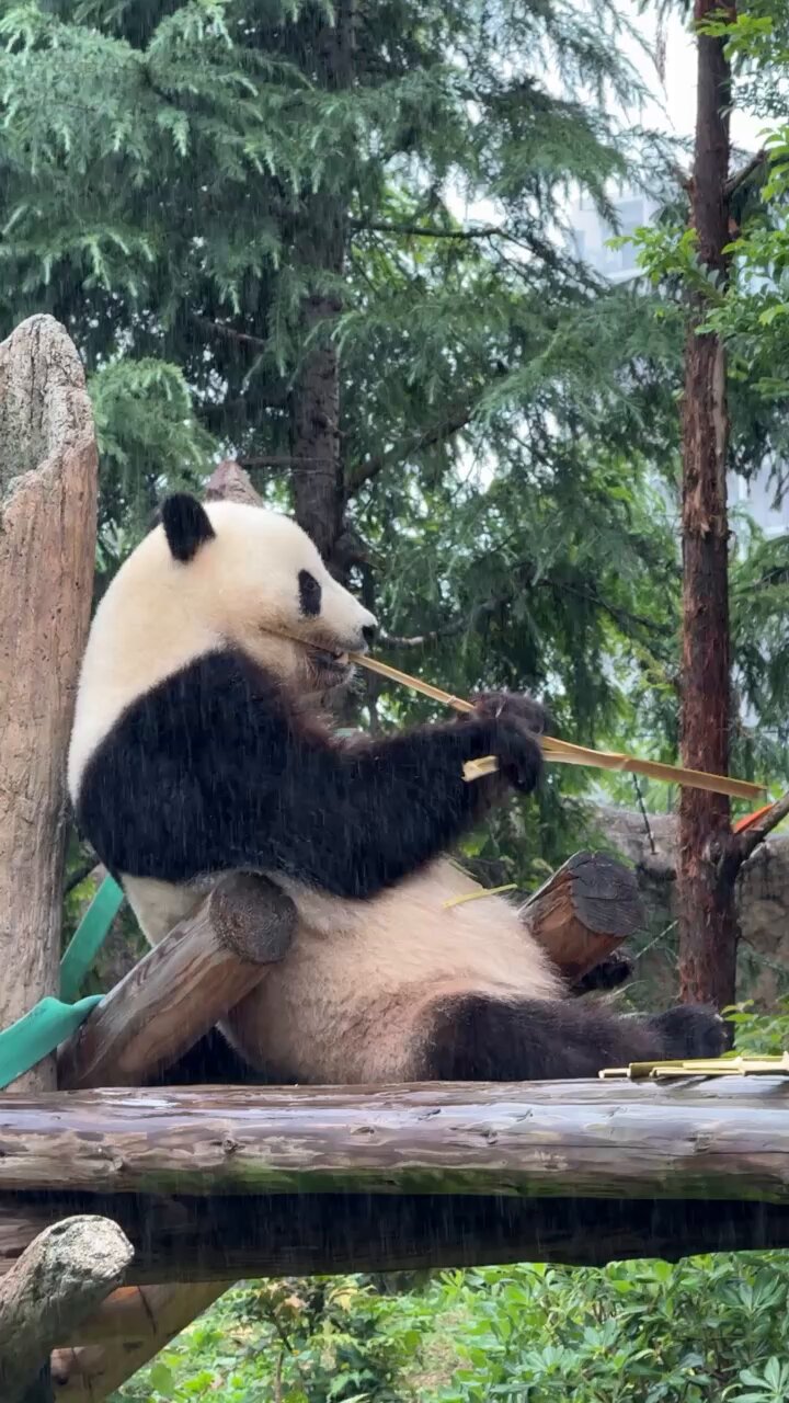 パンダのミャオミャオ 2/7&8 シャオシャオとレイレイ】ミドリ怪獣現る？！上野動物園
