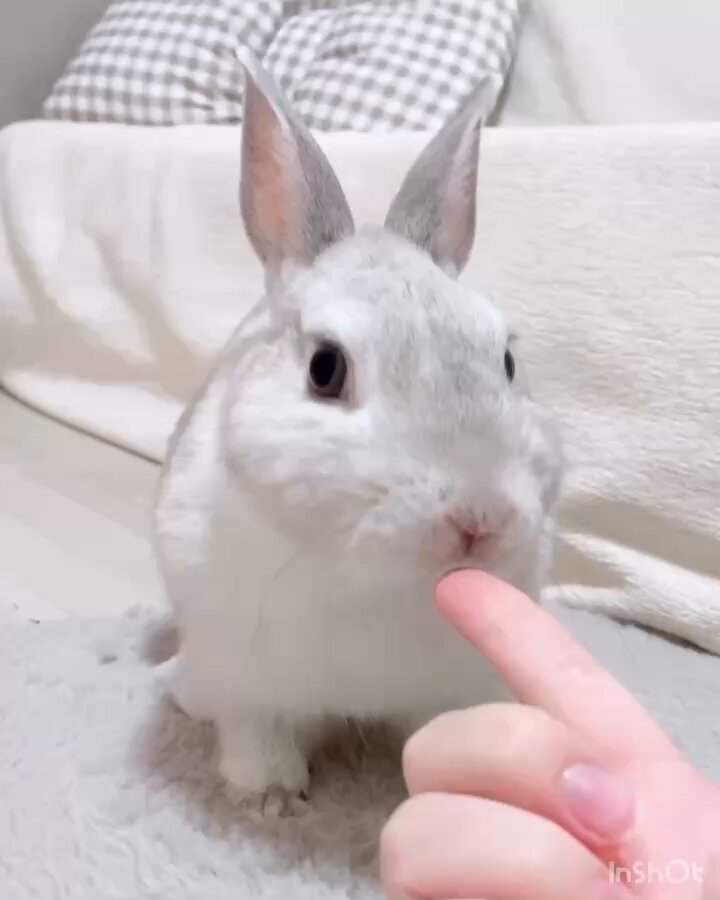 うさうさき♥3点おまとめ♥⁠◍⁠•⁠ᴗ⁠•⁠◍⁠)⁠❤ うさぎ小さい頃飼ってました！うさぎさんは可愛いですよね🥹