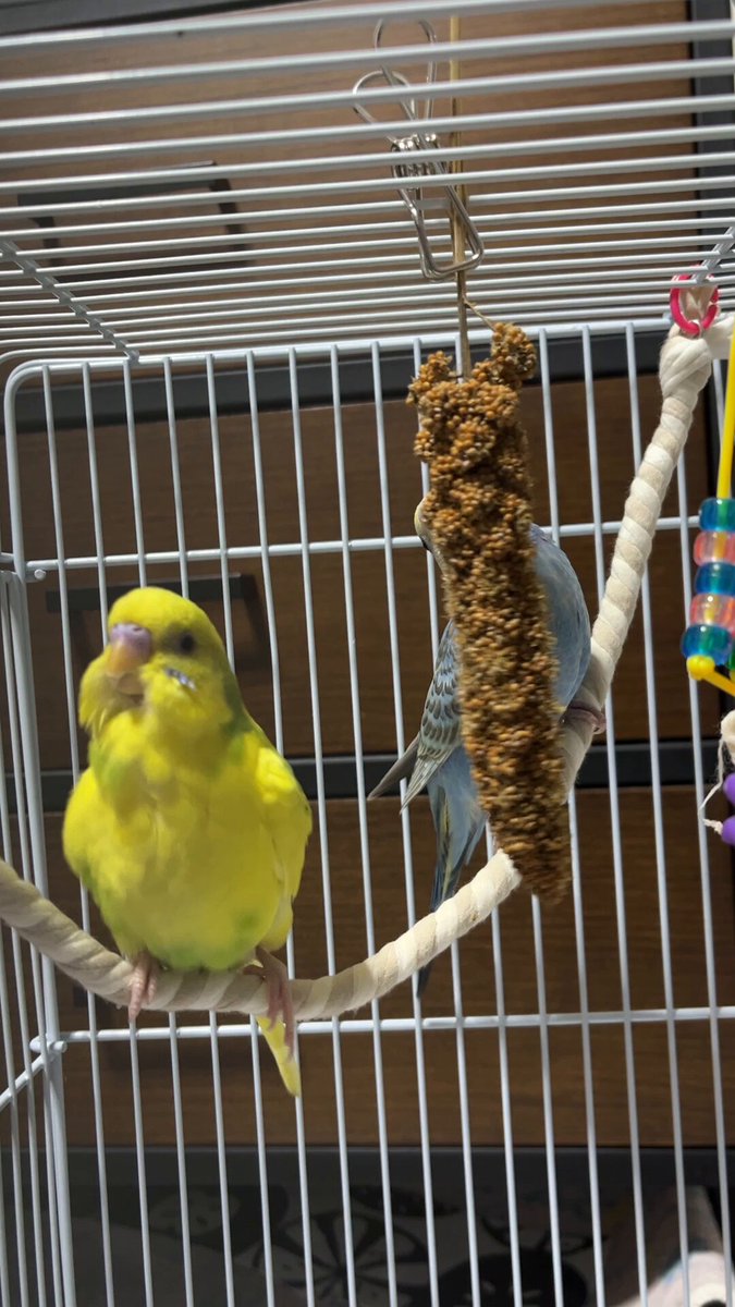 金運インコ 51QKDjnrf0L._UF350,350_QL50_.jpg