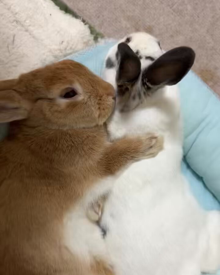 うさぎもち on X: 