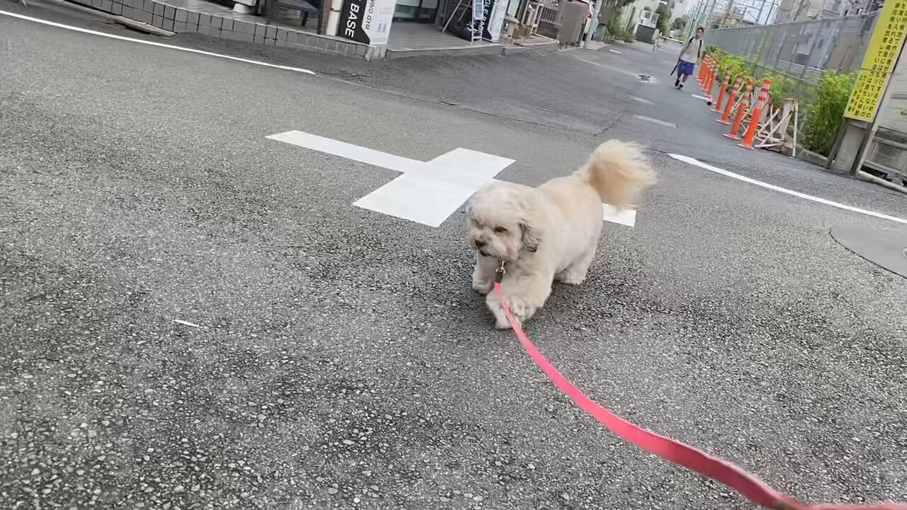 わんちゃん ほちちちゃん様♡