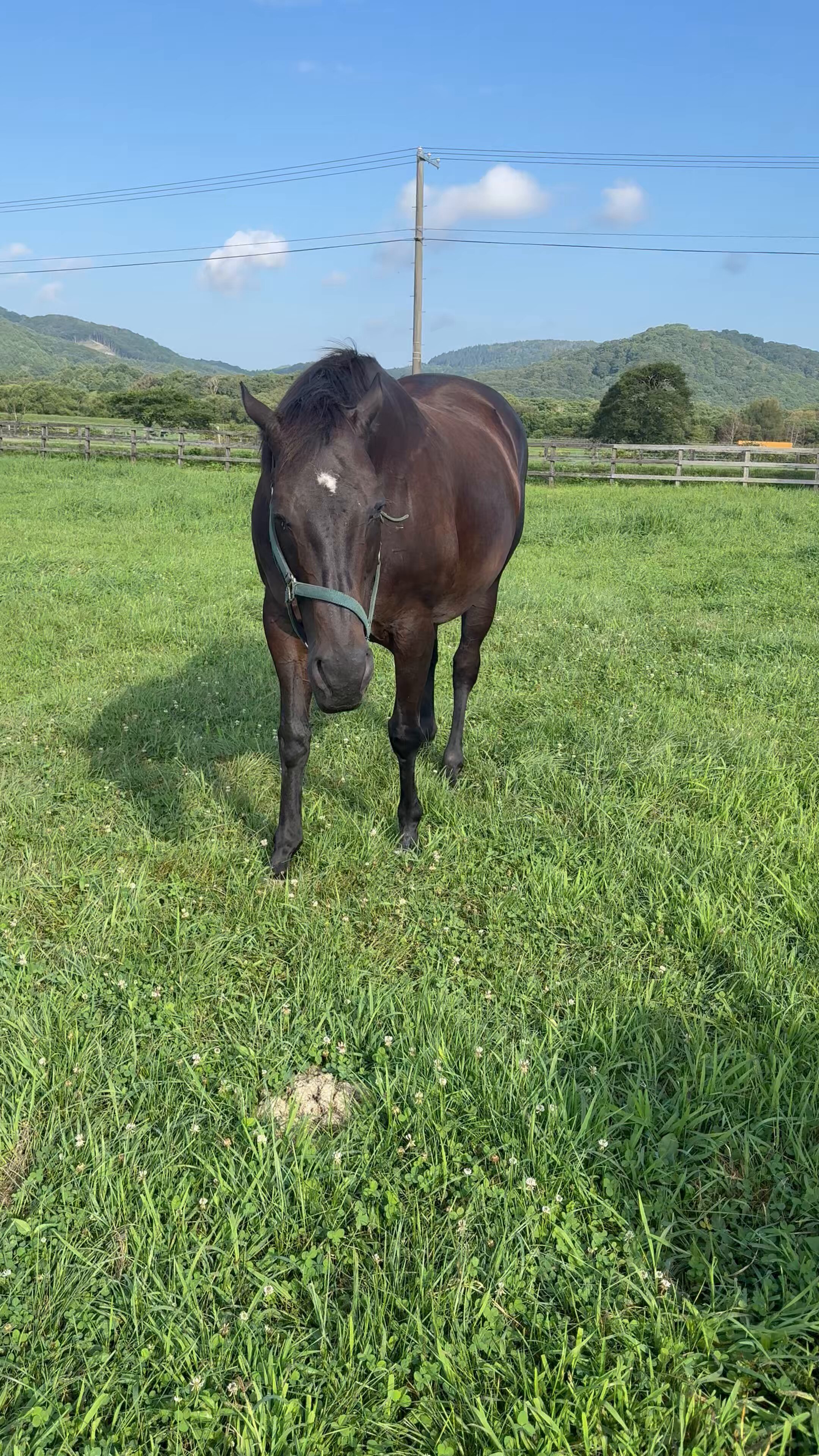 牧場ウマウマ 牧場の引退競走馬たちをご紹介📣 ※差し入れで葉付きにんじんを