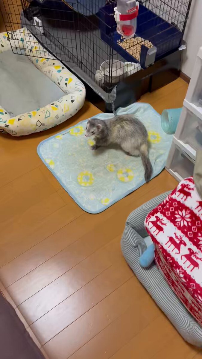 うにちゃんページ お迎えでした🍀𓂃𓈒𓏸︎︎︎︎ うにちゃん♡優しいお姉ちゃん