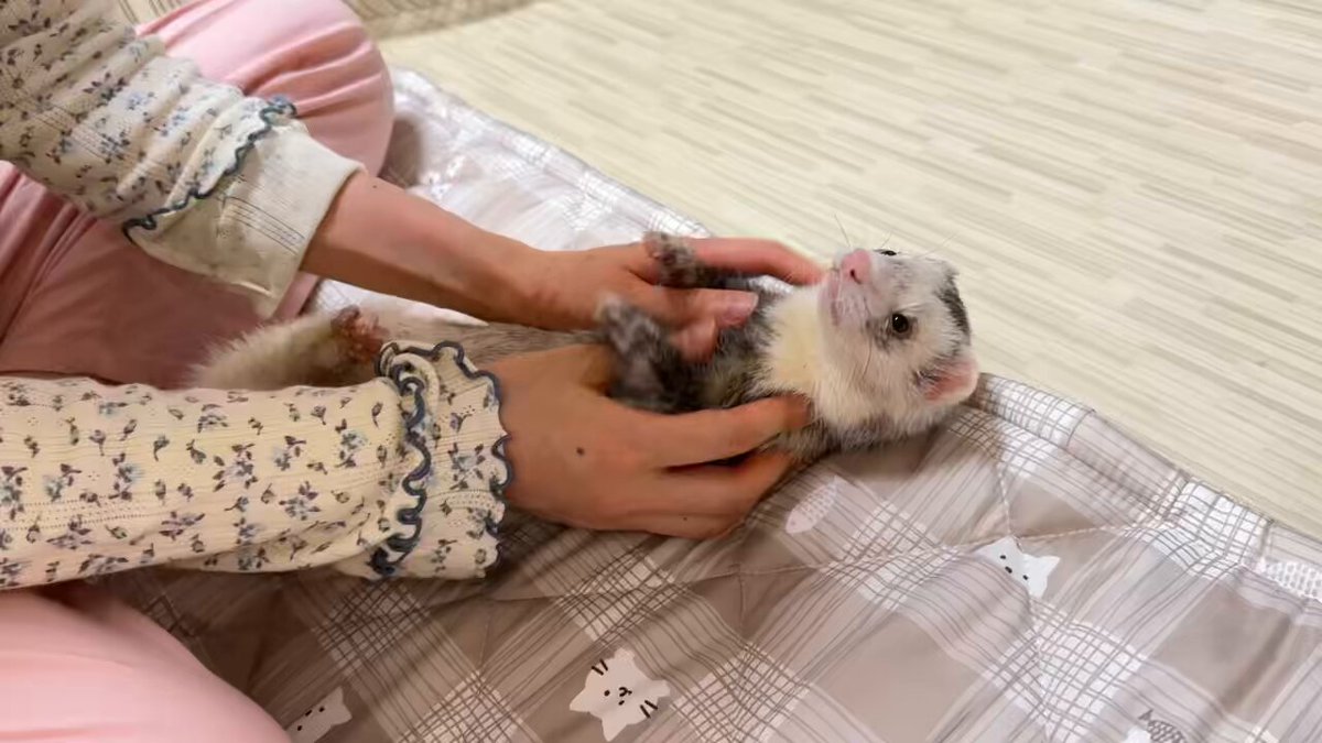 確認ページ♡猫ちゃん4匹♡フェレット10匹 ﾌｪﾚｯﾄ - Search / X