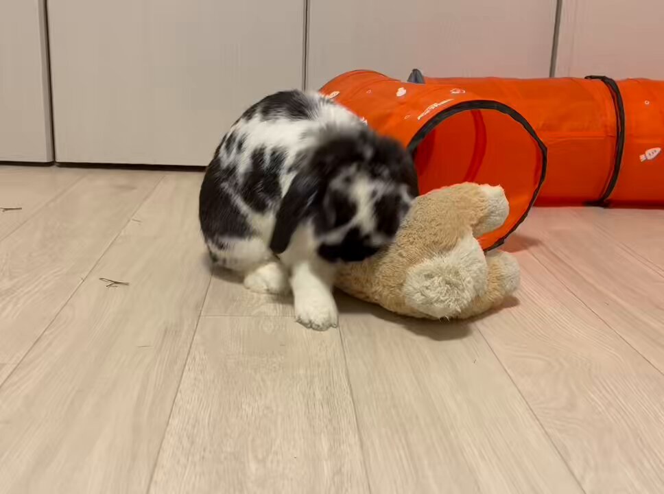 うさぎのセイスケ on X: 