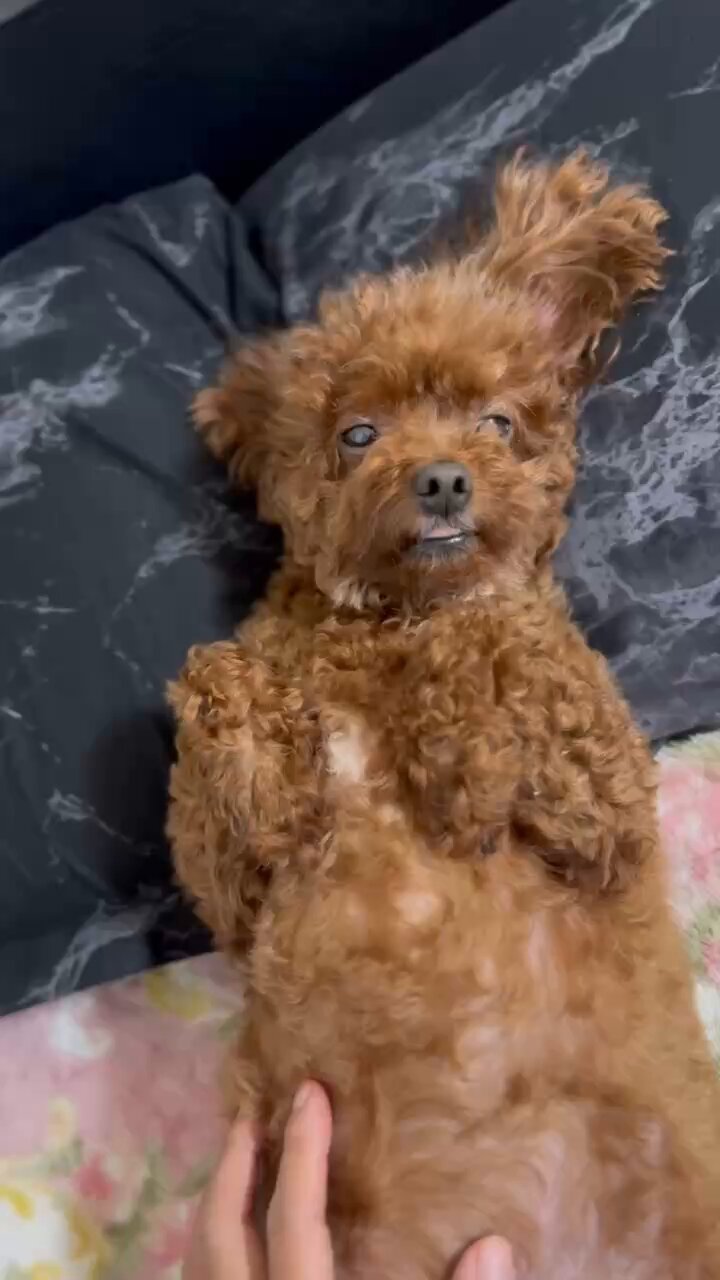 古布を纏ったトイプードル雛 トイプードルちゃんが皆さんの元へ出発する前のおめかし動画を