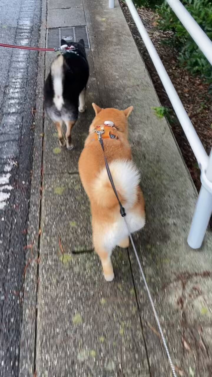 柴っち(6/25〜6/26購入) 楽天市場】ミニ財布 柴犬 ホック 合皮 Coboca+ : AXCIS