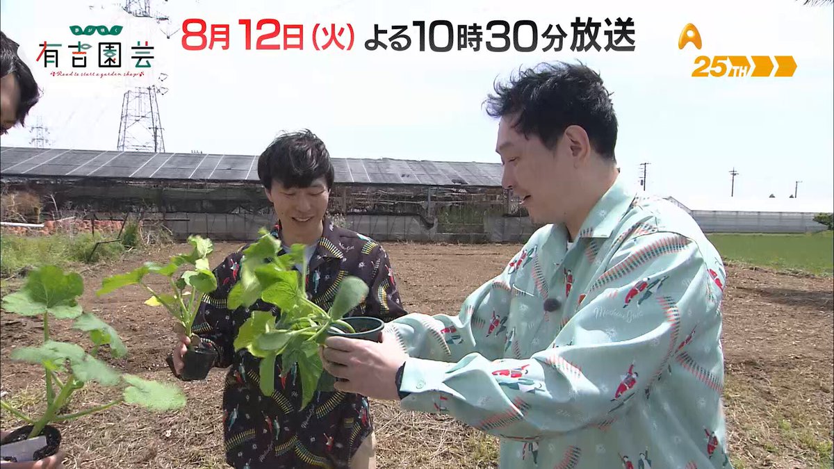 120㎝,銀バナナ＝有吉マツコTV紹介・バナナ＝切り戻し低木化、樹高２ｍ台で開花 120㎝,銀バナナ＝有吉マツコTV紹介・バナナ＝切り戻し低木化