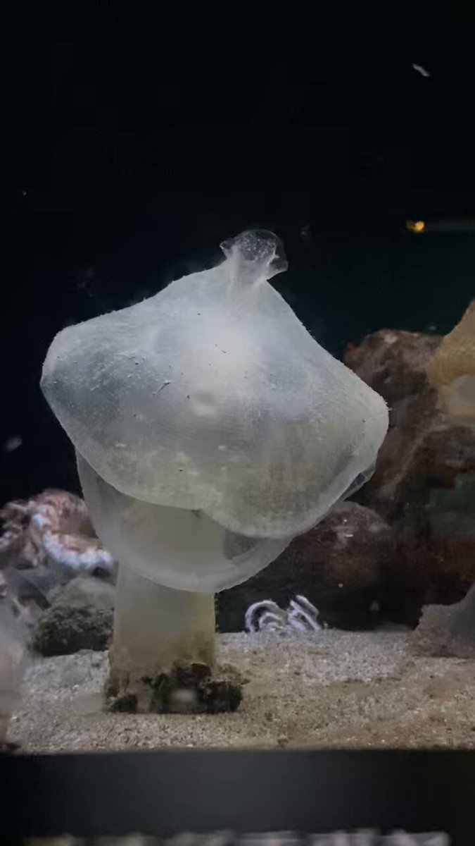 ミカミカ様　古代魚　深海魚　クラゲ　オーダー ミカミカ様 古代魚 深海魚 クラゲ オーダー - メルカリ