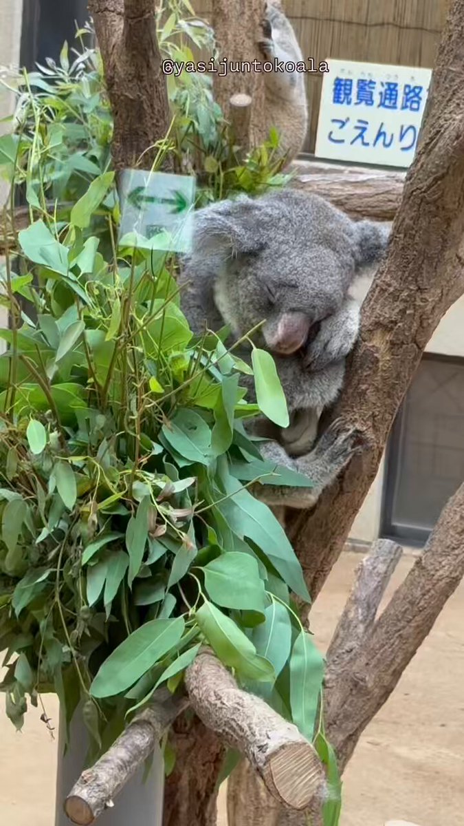 ⭐︎コアラ⭐︎ ナイトズーのきららちゃん💖🌌 2025.8.14 . #koala #コアラ #考