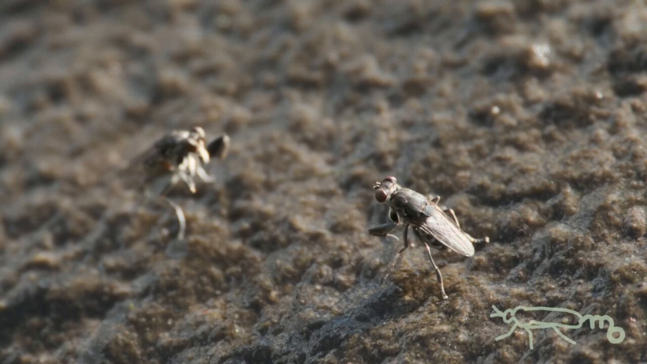 夜光貝　おまとめ四点　(インコの奴隷❁⃘*.様。専用)『蛇×3/鳩』トップ ぬ？