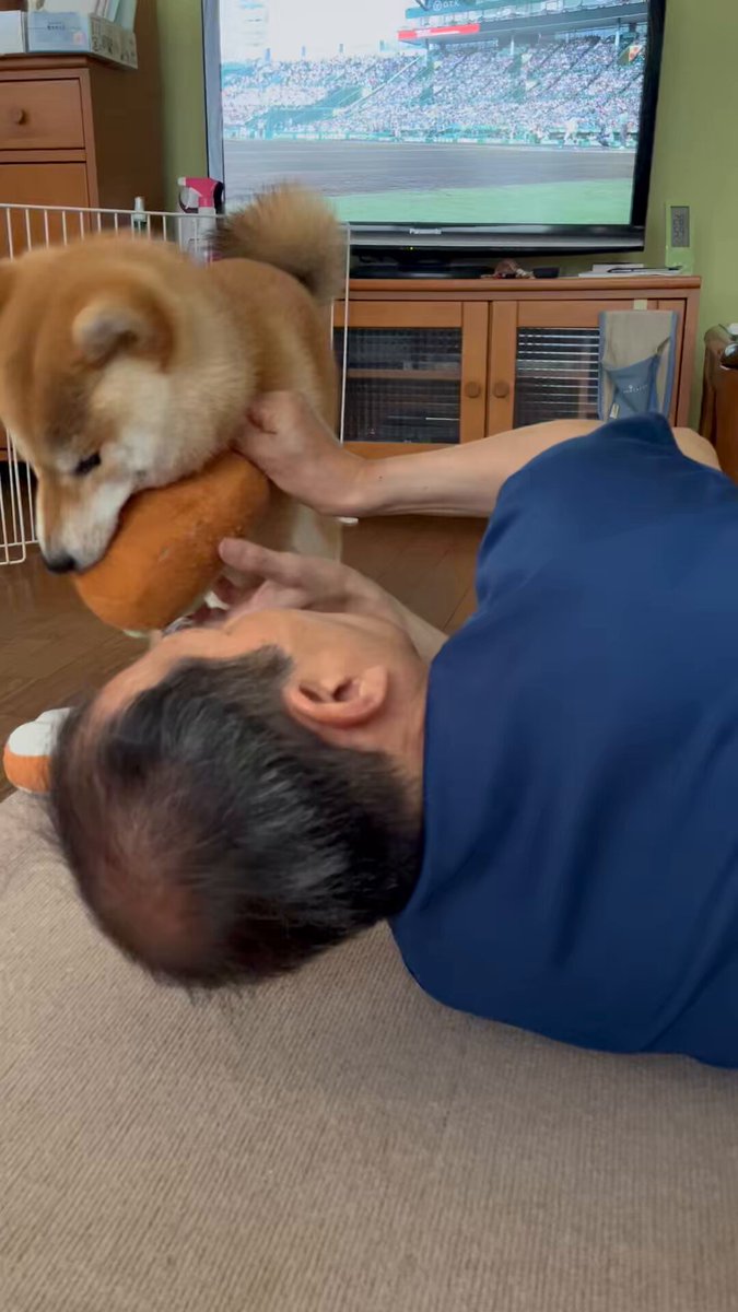 しばけん様　予約分　生活 柴犬こめ0歳 (@shibainukome) / X