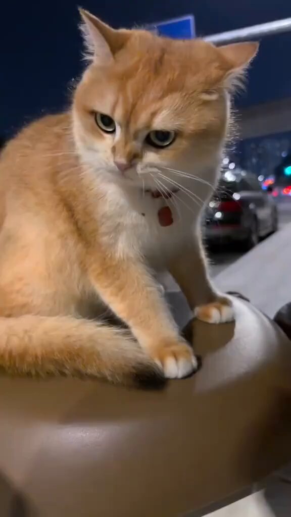 ポラ猫 617jyh7pUmL._UF350,350_QL80_.jpg