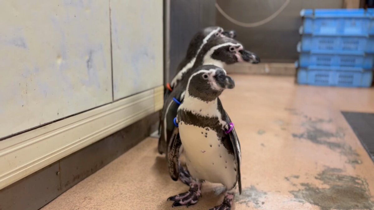 青森県営浅虫水族館【公式】 on X: 
