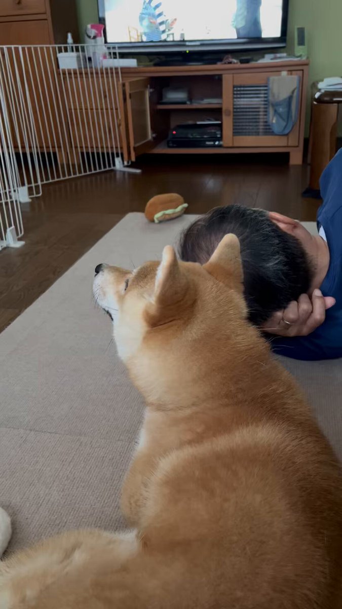 柴犬こめ0歳 (@shibainukome) / X