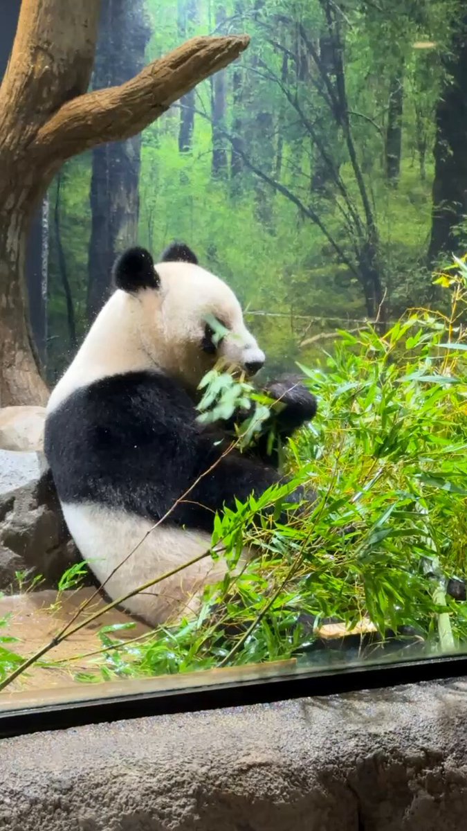 panda_xiang_xiang (@kedama_o_o) / X