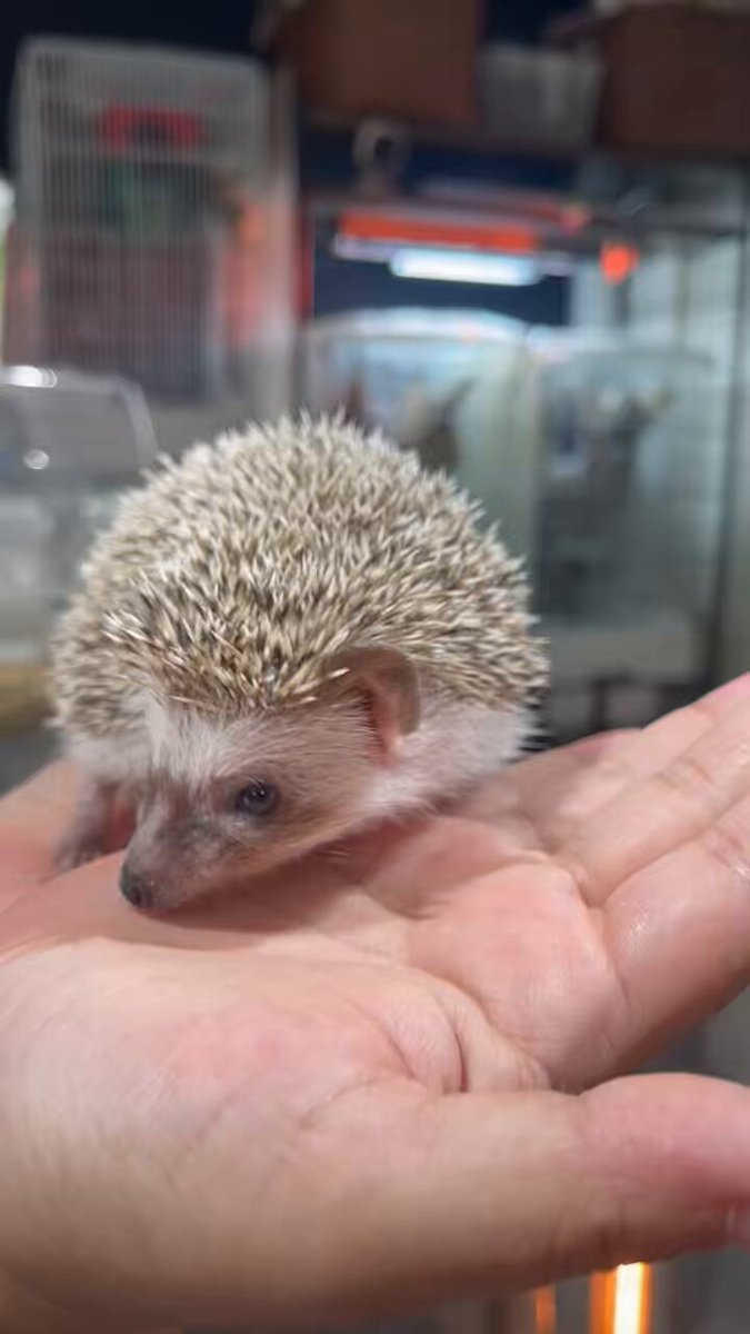 エキゾチックアニマル飼育セット Iwako-Zoo-Animal-Eraser-by-