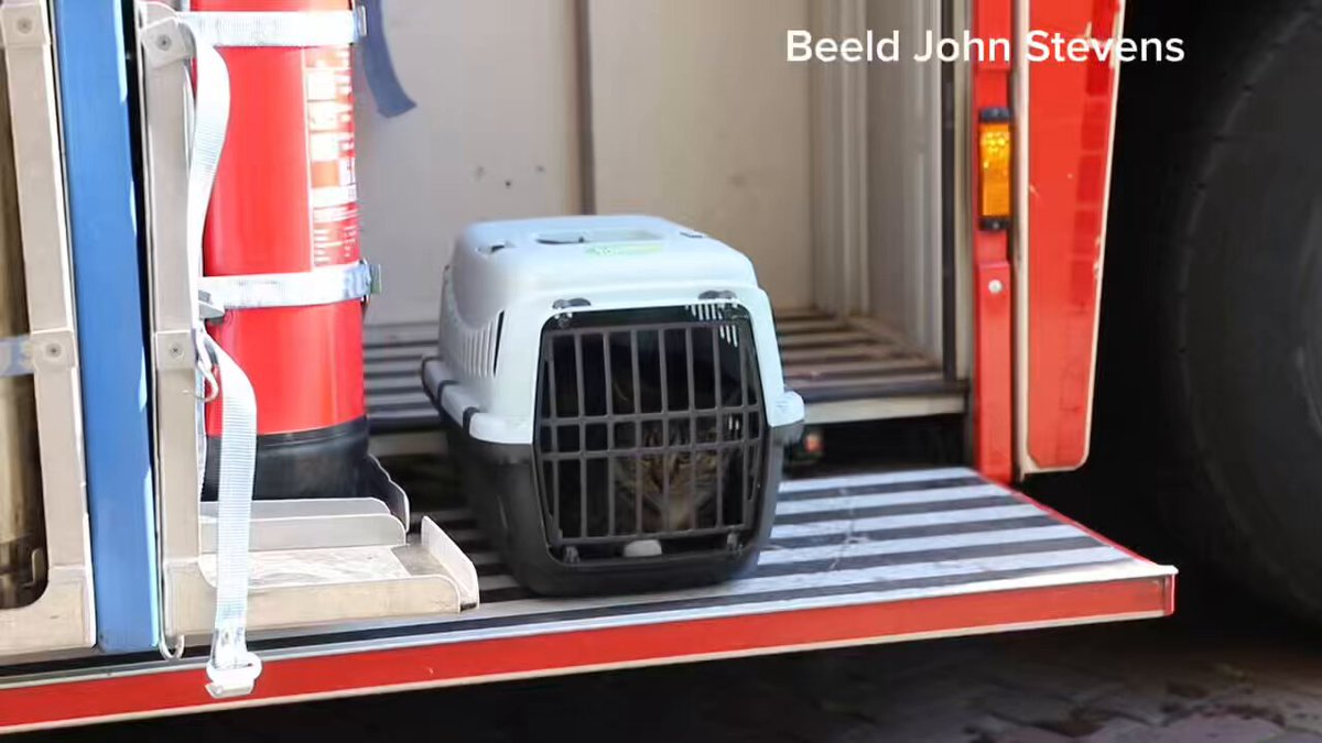 Brandweer redt poes in Apeldoorn