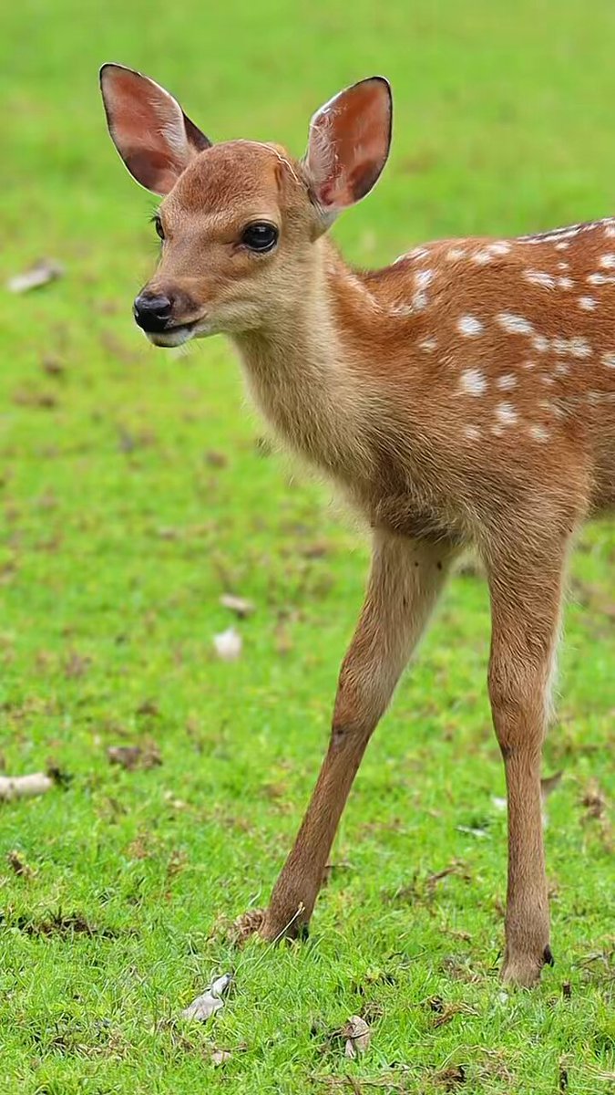 鹿達の日常 【nara deer channel】 (@naradeerphots) / X