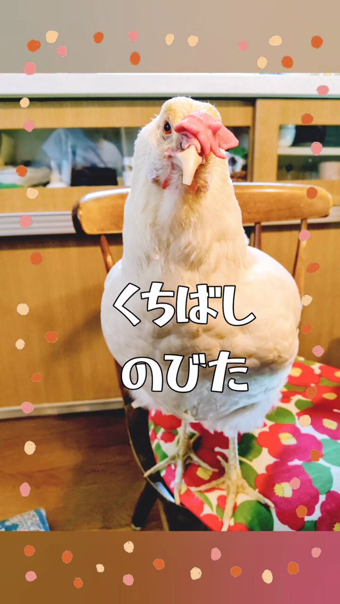 シュタイフ★Woolen Rooster&Woolen Hen★ぽんぽんニワトリ Steiff ぽんぽんニワトリ鳥 | ブリキのおもちゃ＆アンティーク