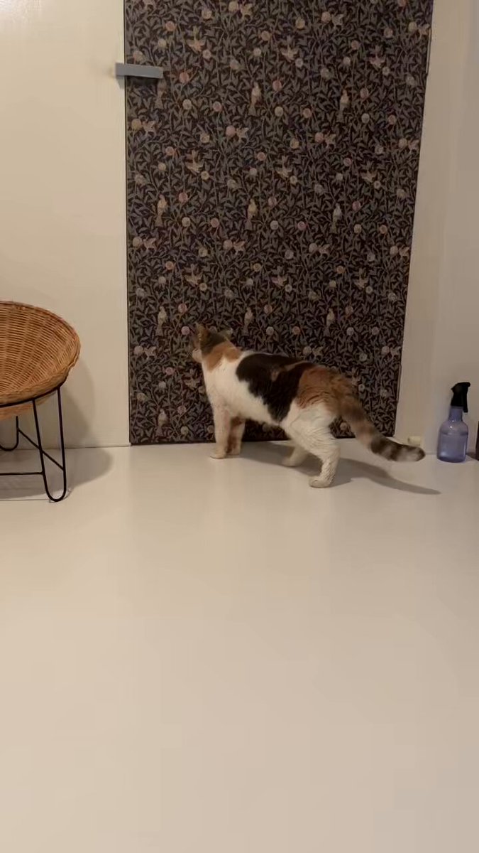 プカプカ猫　in　sky sky blue drop～14ニャンズトネコハウス//