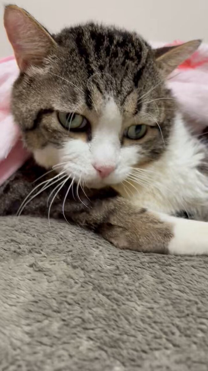 酒田ねこページ♡⃜ クラゲ