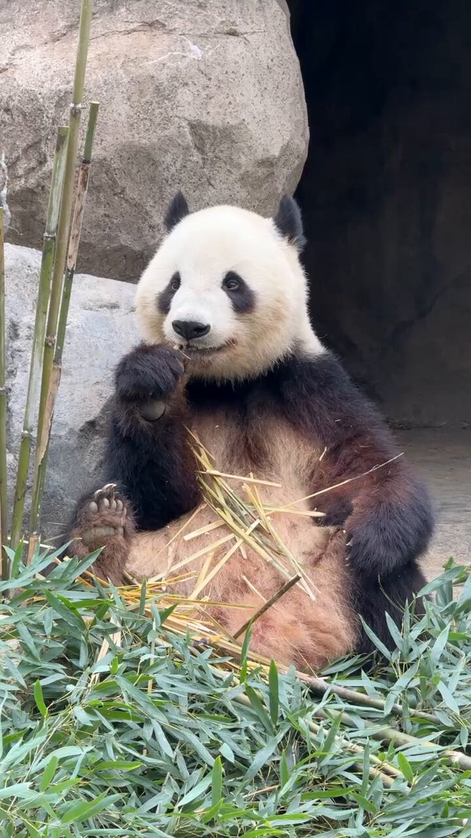 パンダのミャオミャオ 2/7&8 シャオシャオとレイレイ】ミドリ怪獣現る？！上野動物園