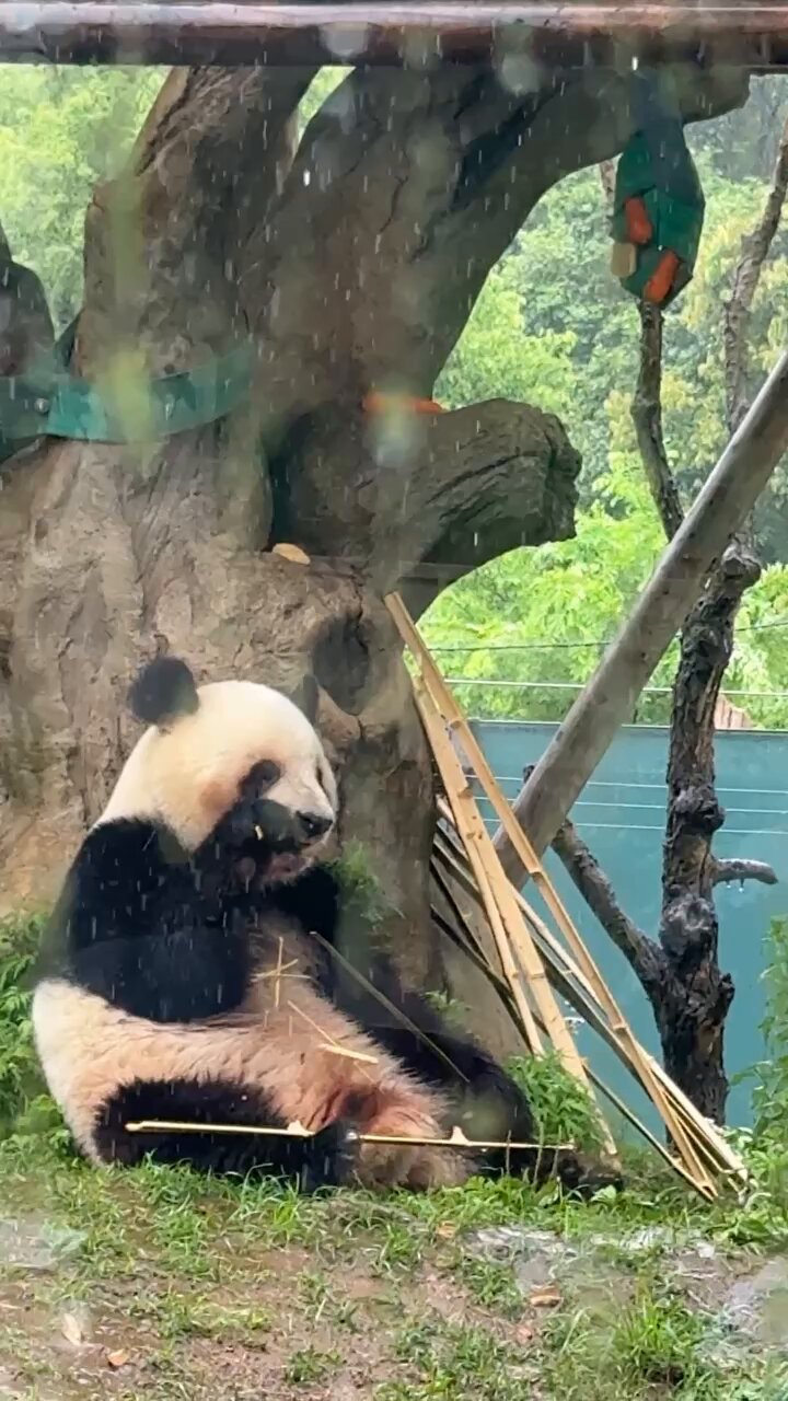 パンダのミャオミャオ Latest video of panda twins snuggling up together - YouTube