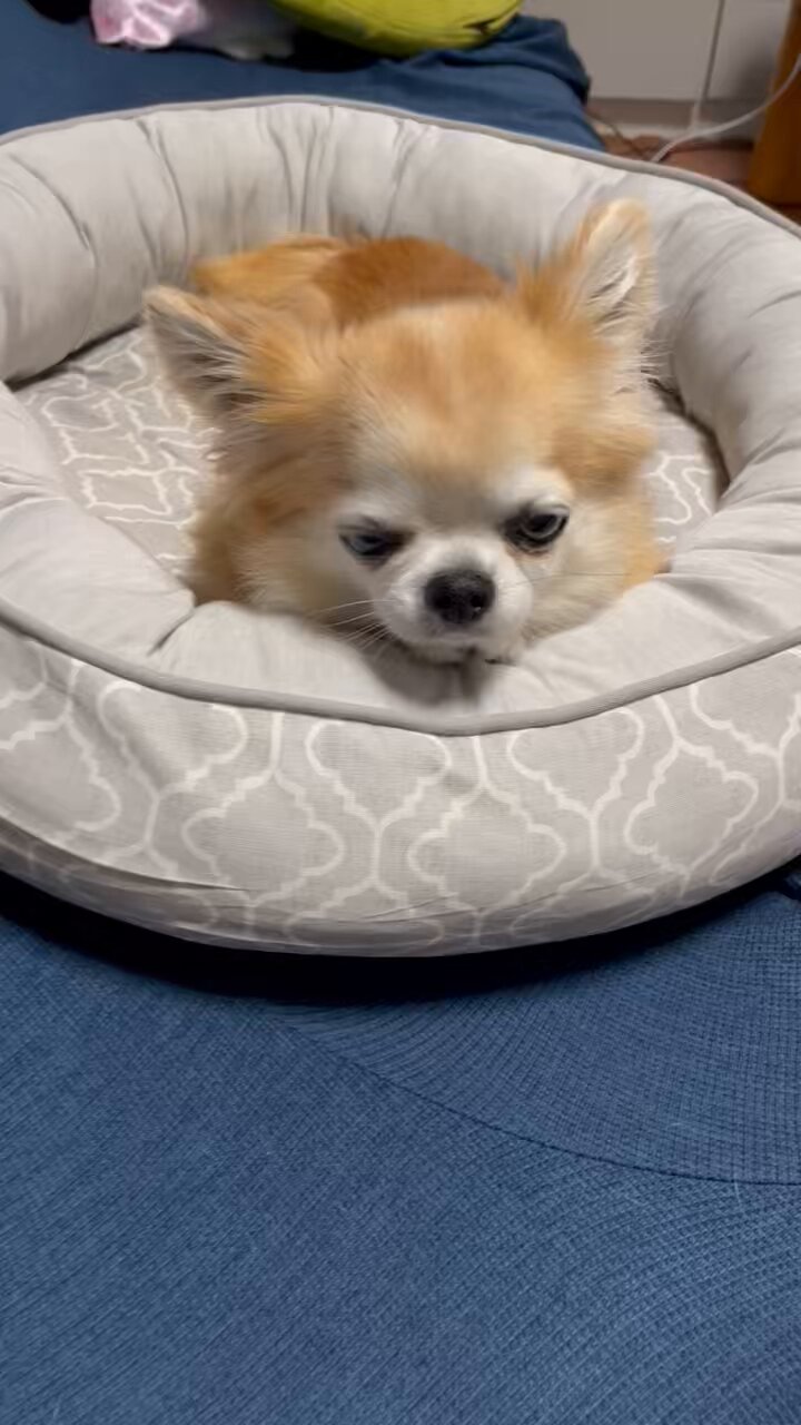 犬好き 極小チワワ #ロングコートチワワ #ブリーダー直販 #ちわわ大好き
