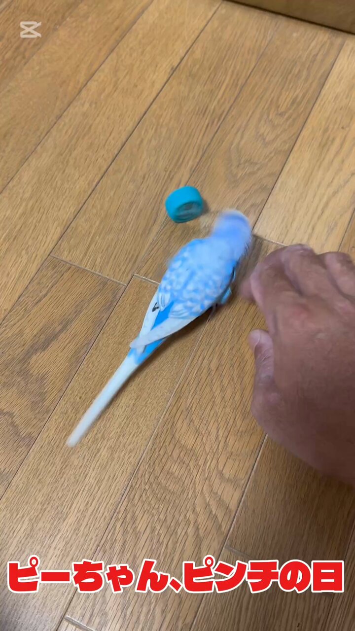 ピーちゃん - Search / X