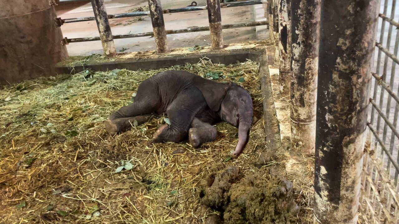 広島市安佐動物公園【公式】 on X: 