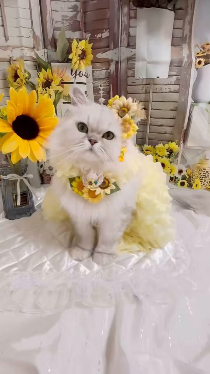 どんぐりアート♡元気いっぱいひまわり＆猫帽子オブジェ♡ どんぐりアート♡元気いっぱいひまわり＆猫帽子オブジェ♡