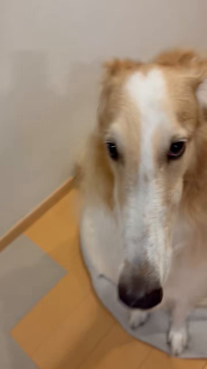 原画　ボルゾイ　犬 #81 BORZOI-私がボルゾイを描く理由- – Izumi Kogahara