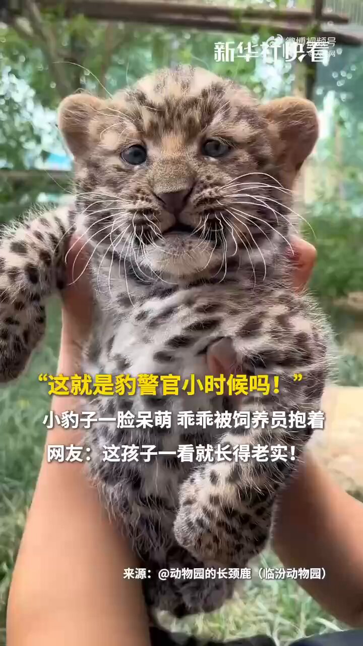 国内作家、ヒョウの赤ちゃん、最終値下げ 赤ちゃんの時からヒョウ柄だよ 福岡市動物園でヒョウの赤ちゃん