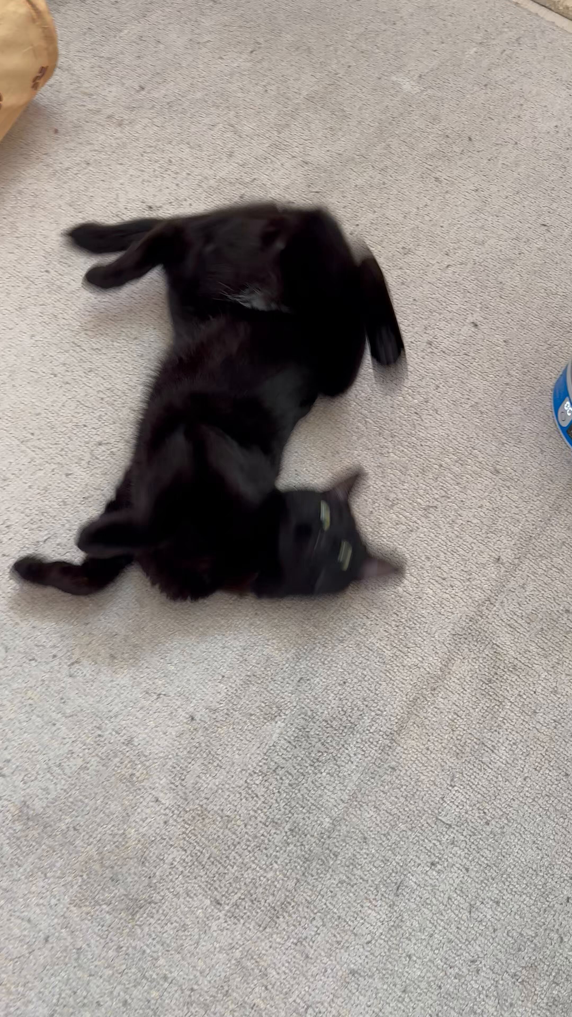 くろねこんぼ様ご確認用です(^-^) 荷物検索 | クロネコメンバーズ