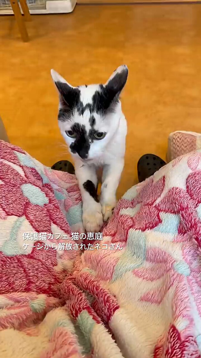 きらきらひかるさま♪専用⭐ねこらのすく♪ きらきらひかるさま♪専用⭐ねこらのすく♪