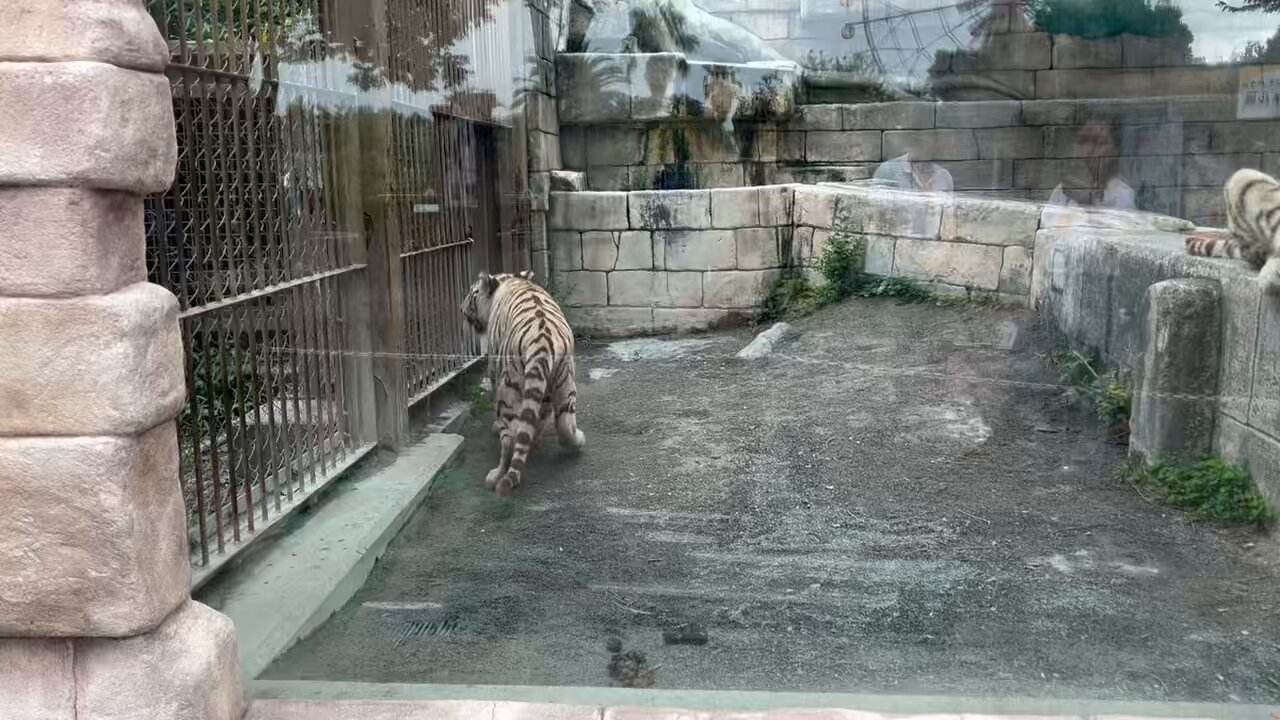 移動ポケット♩ねこちゃん̑ᴥ ̑タグつき 地図猫 on X: 