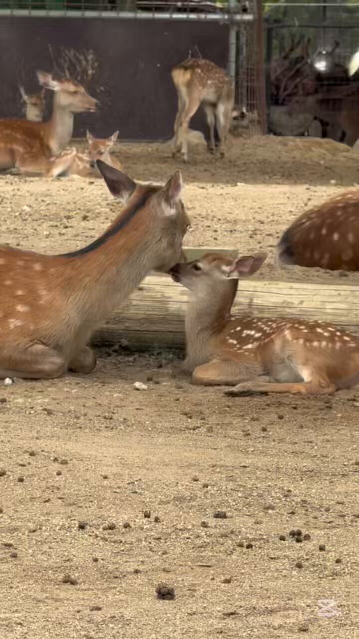 バンビ#鹿 - Search / X