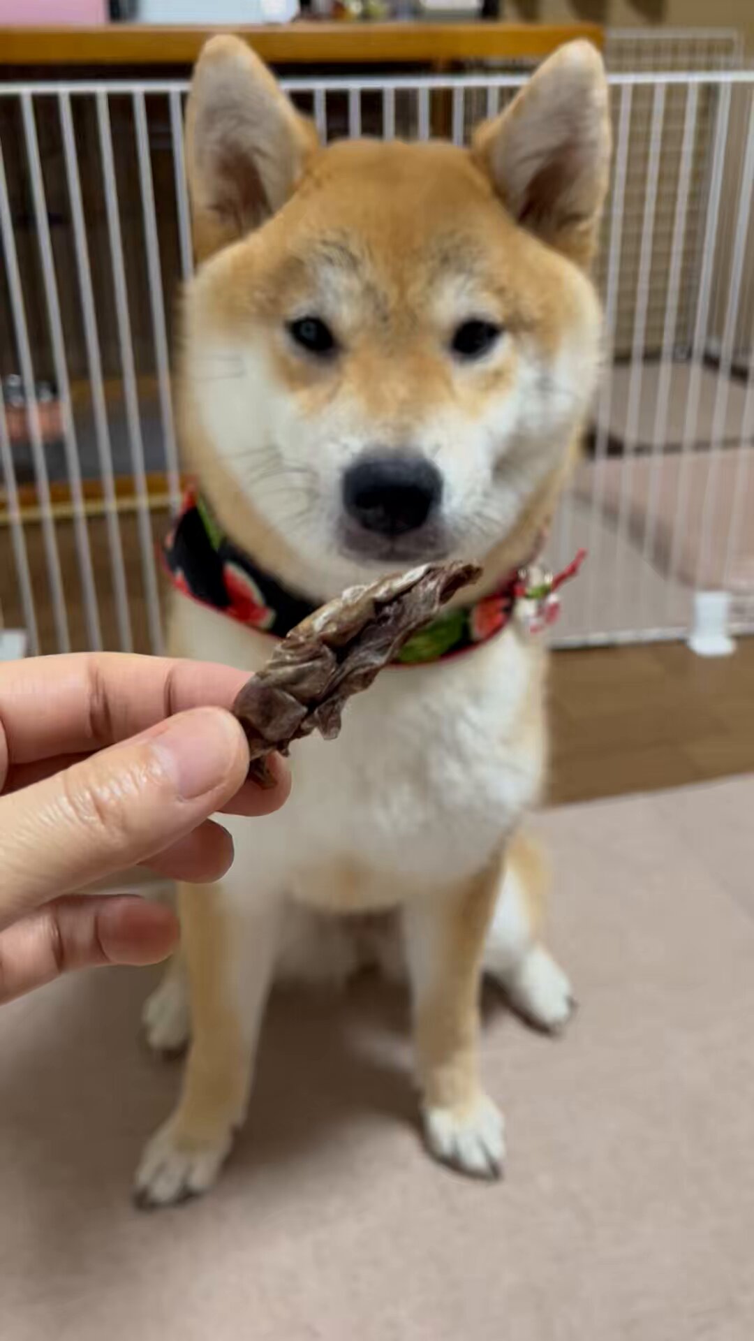 しばけん様　予約分　生活 柴犬こめ0歳 (@shibainukome) / X