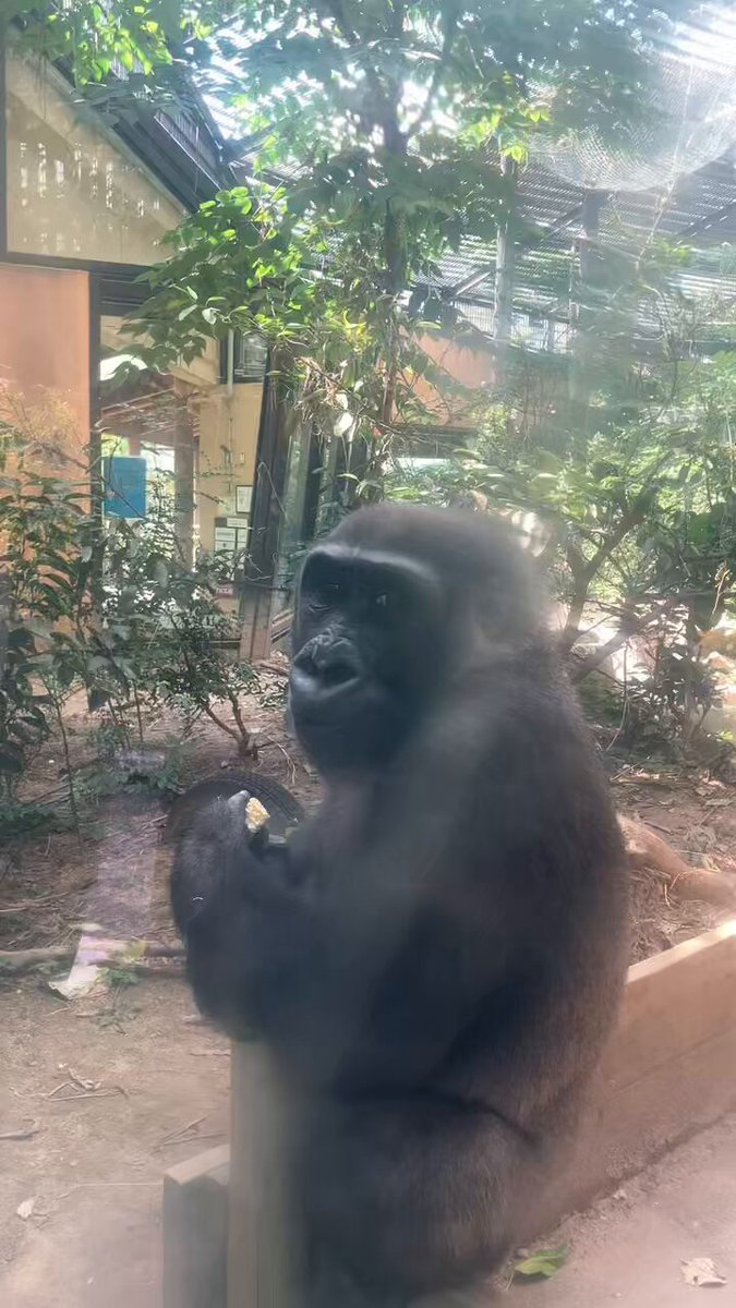 ゴリラの春1 FRP 悠然たるゴリラ / Silver Back Gorilla fr090009 『動物園