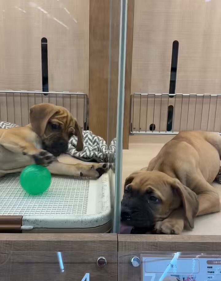 ヤチコダルマ　土佐犬抱っこ 土佐犬子犬 - Search / X