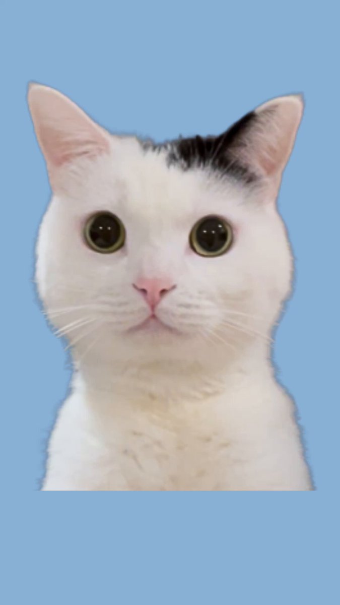 逃げるねこ 楽天市場】【48％引き】 ムサシ 超音波猫よけ 猫しっし（REP-600