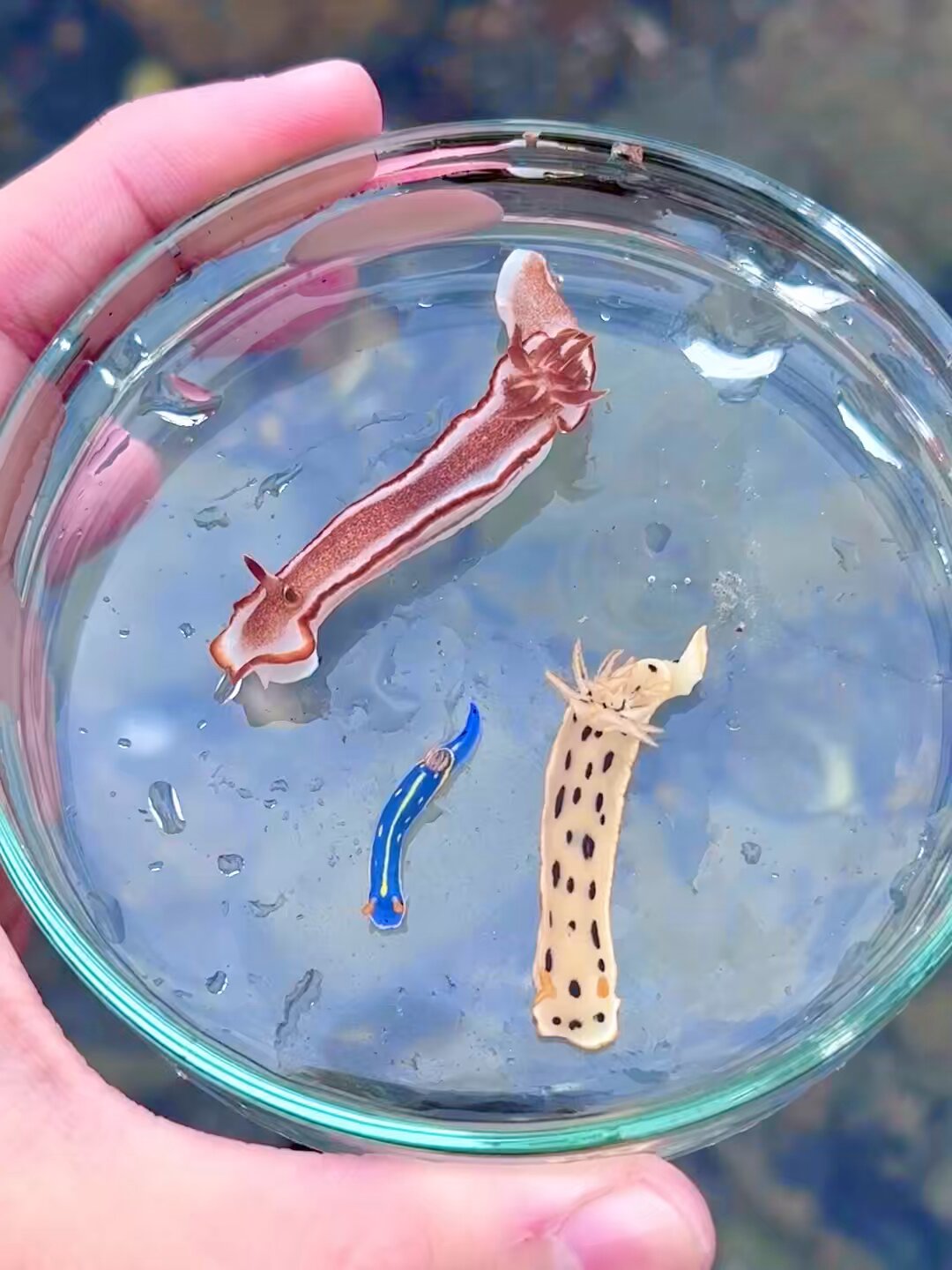 かわいい海の生き物♡べす すみっコぐらし」海の生き物になりきったすみっコたちがかわいい