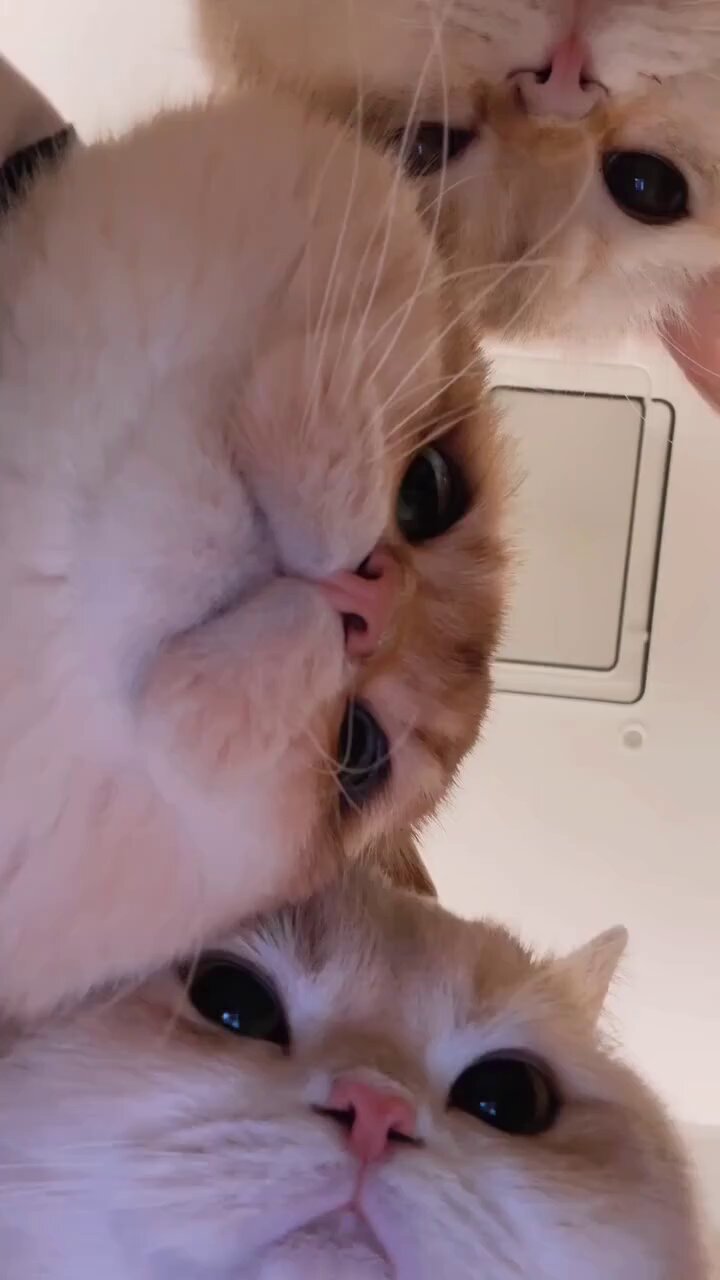 きなこ on X: 